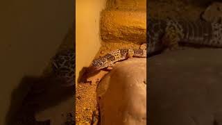 Eublepharis Fuscus Making A Strange Sound.