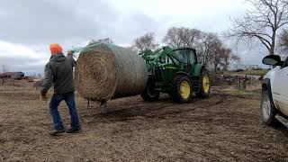 Feeding Cattle In The Mud