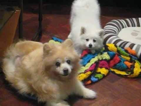 Japanese Spitz Puppy Argues With German Spitz Youtube