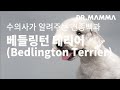 견종백과 베들링턴 테리어편(Bedlington Terrier) 수의사가 알려주는 베들링턴 테리어편 특징(외형), 성격,  주요질병, 관리방법, 주의사항에 대한 모든 것