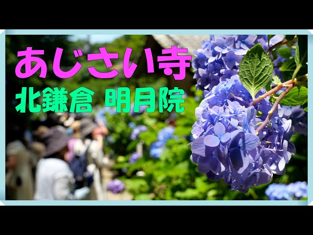 鎌倉】北鎌倉 明月院 あじさい寺に行って来ました 明月ブルーの紫陽花