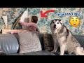Sassy Baby RIPS Wallpaper Off Wall &amp; Tries To Blame Her Husky!😂. [FUNNIEST VIDEO EVER!!]