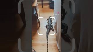 Better run Tegu Lizard, I’m rapidly approaching your position