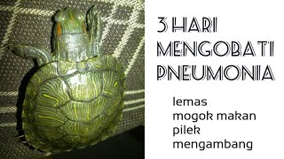 How to treat a Brazilian turtle with a cold until it recovers // Cak Suhar