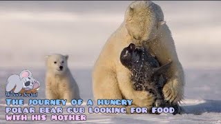 Polar bear and cub steals baby seal in front of mother