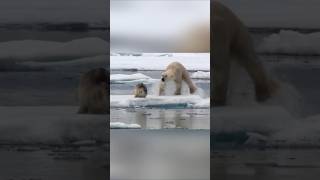 Hungry Poler Bear 🐨#shorts #wildlife #ocean