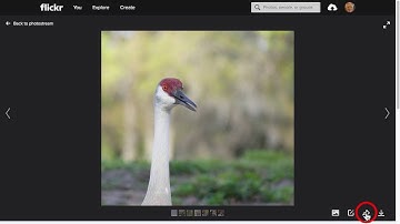 Finding the short URL for a Flickr image