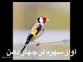 آواز سهره لر چهار دهن بسیار زیبا و فوق العاده عالی   نجومي