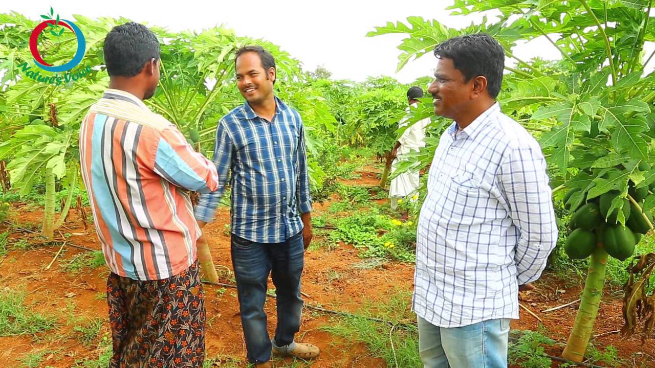 pomegranate cultivation in rajasthan Natural Farming | pomegranate intercropping | MALLIKARJUN-4