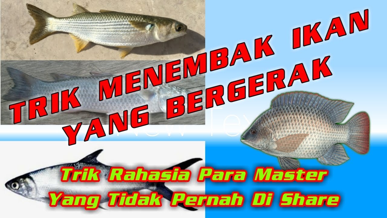 Cara Menembak Ikan Yang Bergerak | How To Shoot a Moving Fish