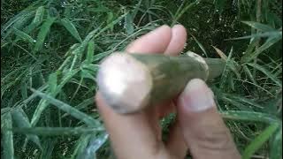 Jarang dapat tengok: Buluh batang tumpat di Malaysia. (Bamboo with no hollow inside its cylinder).