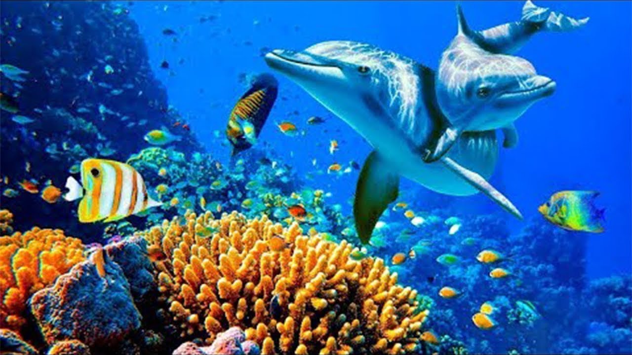 cc11H Stunning 4K Underwater Wonders - Coral Reefs, Fish & Colorful Sea ...