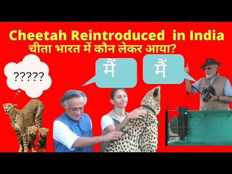 Which country is giving cheetah to India?Cheetah Introduced to india