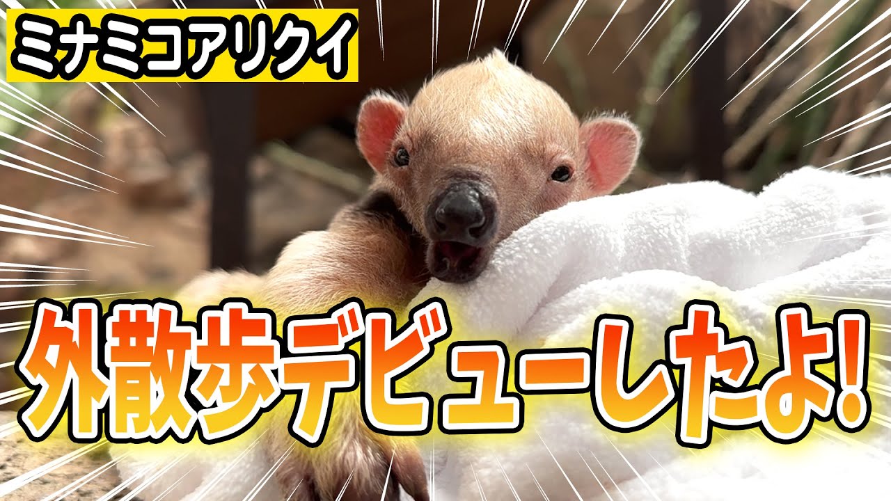 ミナミコアリクイ赤ちゃんの親子で初お外お散歩♪授乳の様子も大公開！【成長記録】