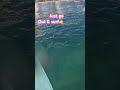 GoPro surf footage #shorts #shortvideo #gopro #beach #subscribe #comment #surf #surfboard #waves #hi