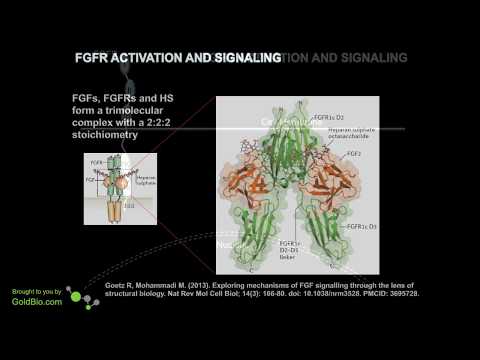 Video: PD-L1-, FGFR1-, PIK3CA-, PTEN- Ja P16-ekspressio Keuhkoemfseemassa Ja Kroonisessa Obstruktiivisessa Keuhkosairaudessa, Jossa On Resektoitu Keuhkojen Okasolusyöpä