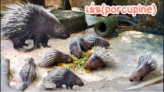 เม่น (porcupine) สวนสัตว์เปิดเขาเขียว ชลบุรี