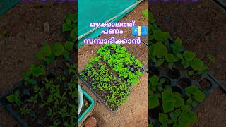 എങ്ങനെയും പണമുണ്ടാക്കാം kerala farming and agriculture #kerala #malayalam #farming #shorts