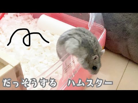 脱走するハムスター 【こんぺい】