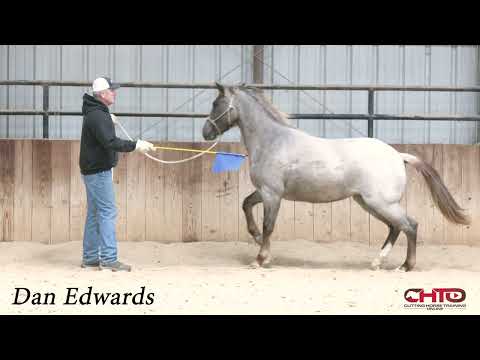 First Exercise for a Young Horse — 2-Year-Old Specialist Dan Edwards