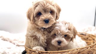 HoneyHank 31624 Maltipoo Puppies 8 weeks old