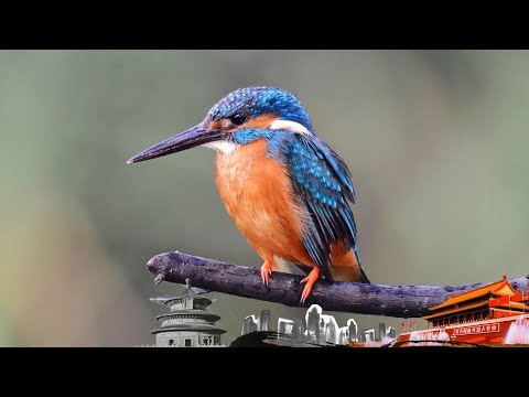 《地理中国》 百年地理大发现 鸟之谜 20190714 | CCTV科教