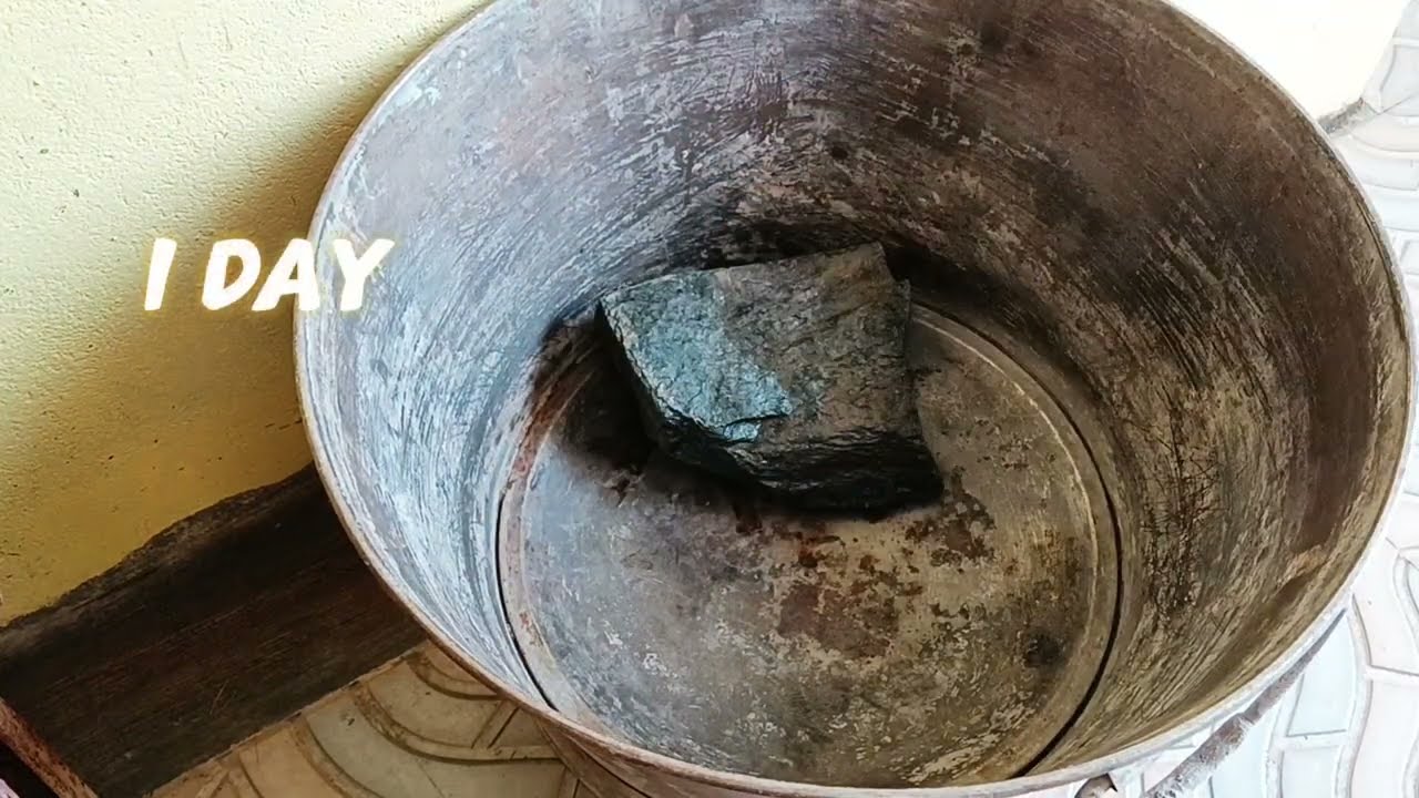 Zebra danio fish wild pond setup 