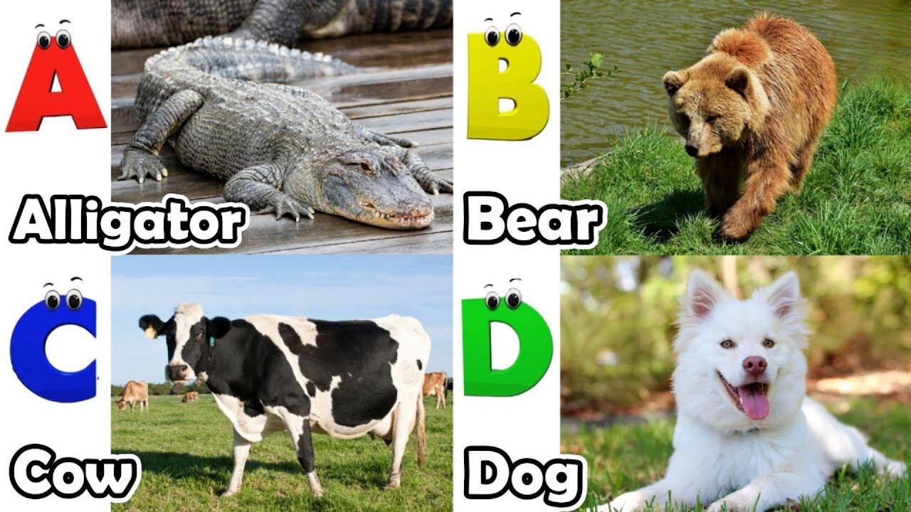 Alphabet Song with Sea Animals | ABC Learning Video for Preschool Kids | Koko Study Class