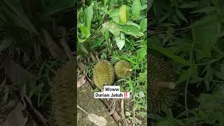 WOWW‼️ Durian Jatuh dari Pohon #durian #durianlover #duriantraveler #tabir #merangin #jambi