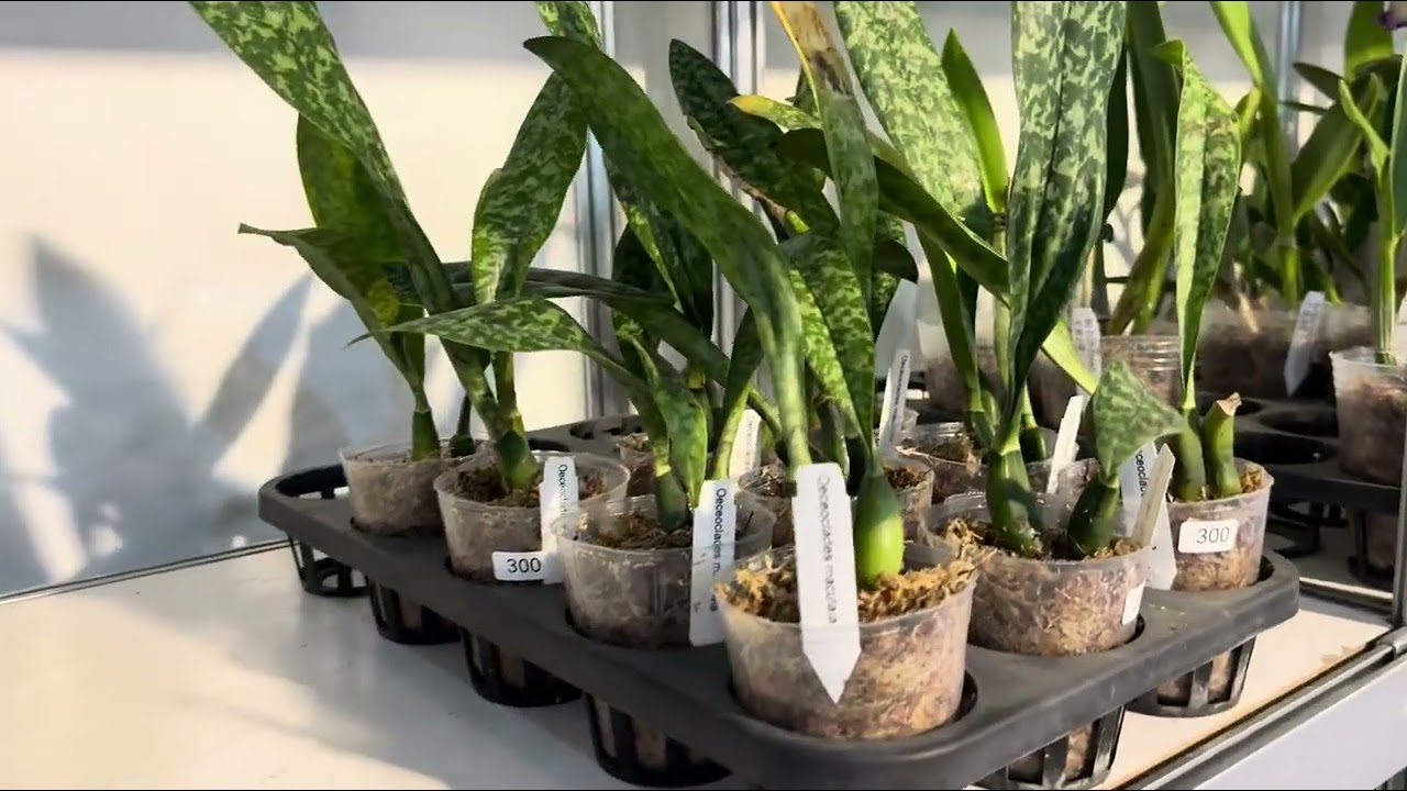 今天來看看國際蘭展 出藝個體世界 芳美蘭園