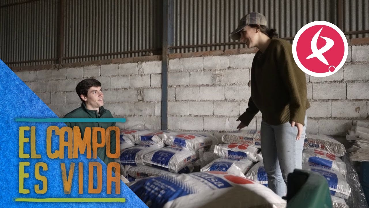 María y su primo Juanjo le dan la última ración de pienso a sus vacas | El campo es vida