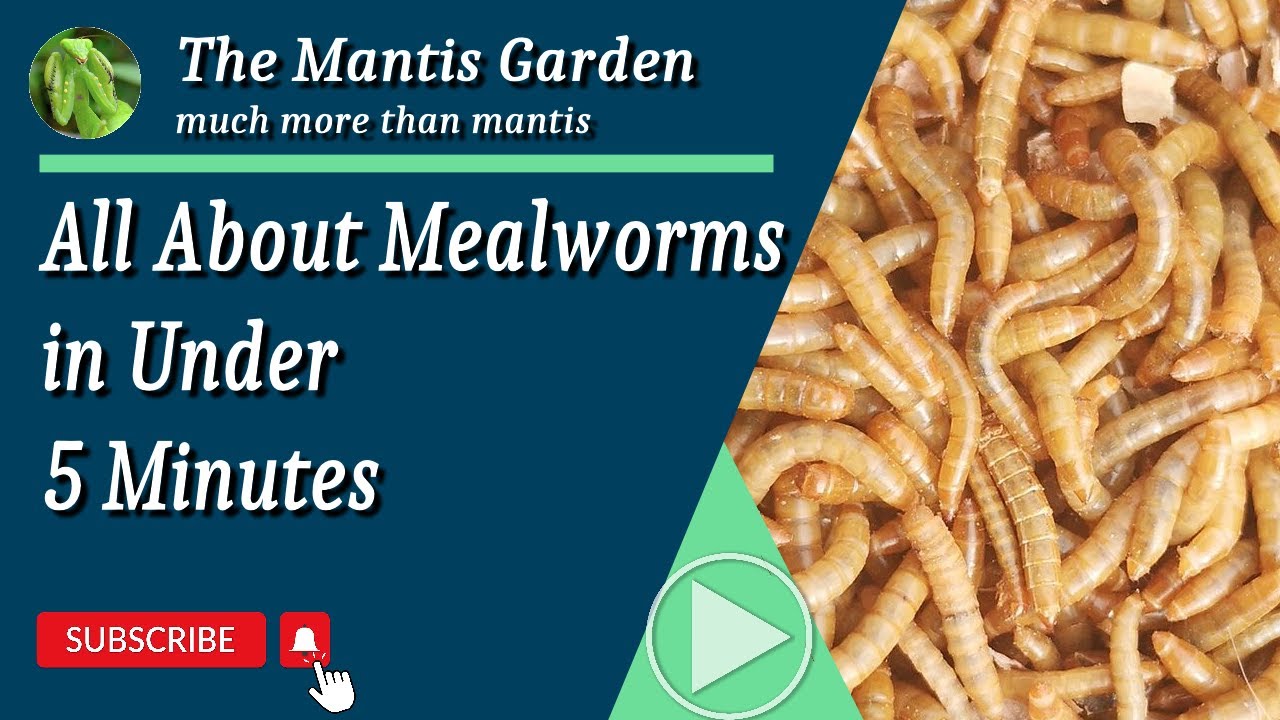 All About Mealworms in Under 5 Minutes YouTube