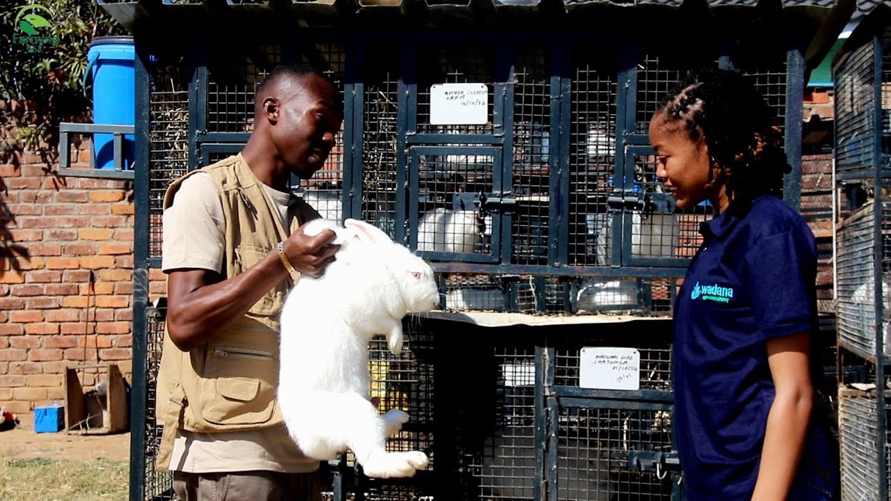Runner Rabbit Breaed Ep:34| Rabbit Farming| Rabbit Meat| Type of breeds| Road runner breeds ...