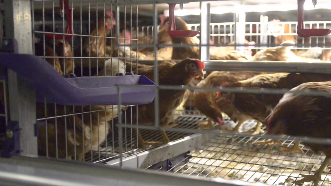 Omaz Italy Mangeoire Integrative Cage Poules Pondeuses By Omaz