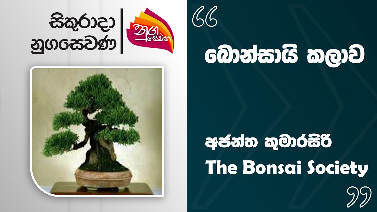 Nugasewana |  Bonsai Art | 2025-11-21|Rupavahini