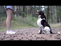 Thea - English Springer Spaniel | first birthday の動画、YouTube動画。