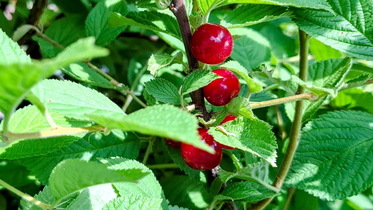 Prunus tomentosa Orient - the unique Nanking Cherry