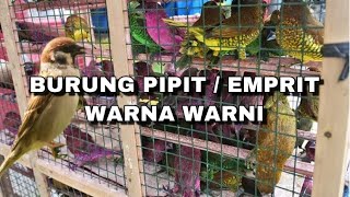LEPASIN / RELEASE BEBERAPA EKOR BURUNG PIPIT / EMPRIT WARNA WARNI