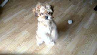 Havanese puppy Rona begging for her plush toy