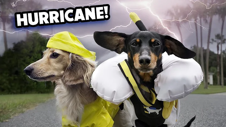HURRICANE DOGS - Cute & Funny Wiener Dogs Prepare ...
