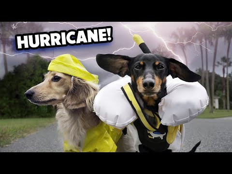 Video: Aceste Darling Doxies iau Instagram de furtună