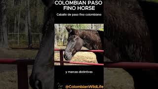 Colombian Paso Fino Horsecaballo Paso Fino Colombiano Ótica