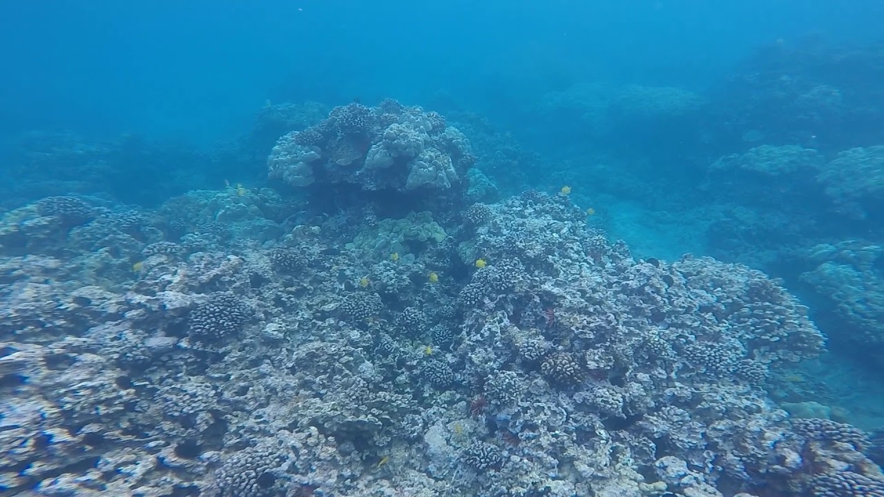 snorkeling maui 2017 december YouTube