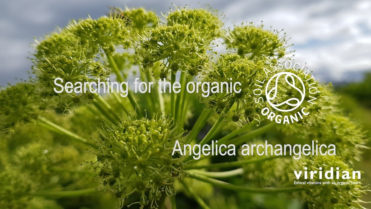 Angelica Herb the Journey to Iceland YouTube