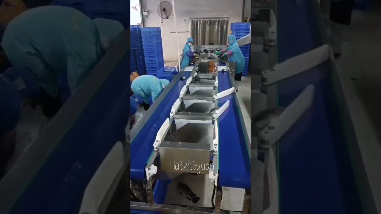 Fish weight grade sorting machine 