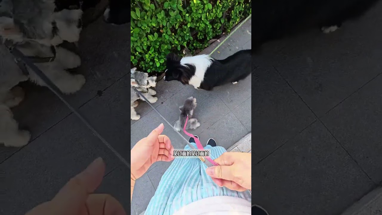 老歪家日常： 心里舒坦了就算没睡够，精神头也很足！可能我们家每天都是这样奇奇怪怪的，只是我没发现🤣#猫狗双全#vlog十亿流量扶持计划#vlog日常#养宠人的日常#老歪家日常