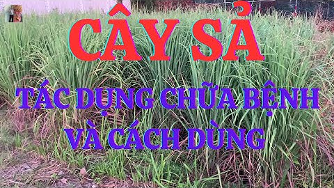 Cây Sả: 7 Tác Dụng Chữa Bệnh Tuyệt Vời & Cách Sử Dụng Hiệu Quả Tại Nhà