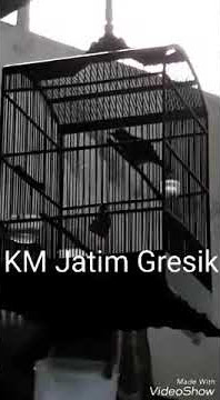 Cucak Jenggot full mbeset