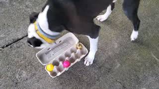 Scent Work for fun: Easter Egg Egg Carton Search - outdoors by J-R Companion Dog Training 45 views 1 month ago 43 seconds