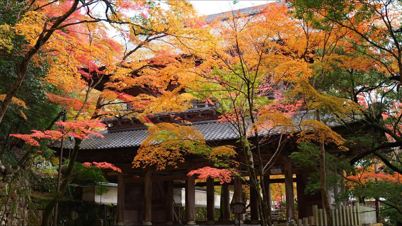永源寺紅葉　紅葉真っ盛り　2024.11.27　滋賀県東近江市　めざせ楽々紅葉見学